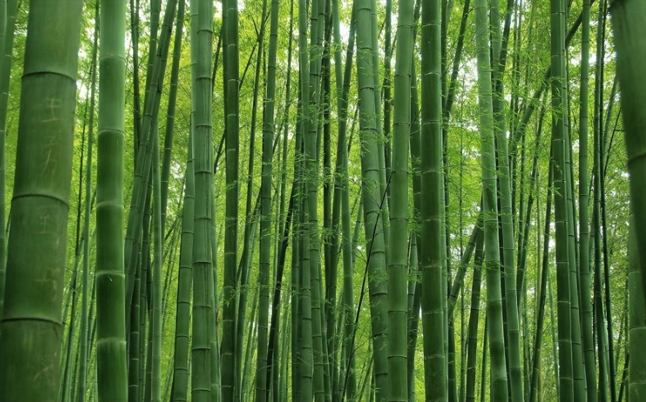 快递包装大变天！中国用800万公顷竹林，掀了中东石油的桌子。

拆完快递沾满手化