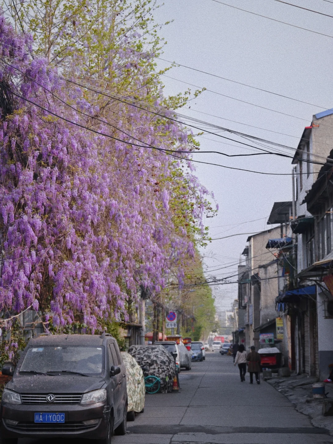 期待一年的成都紫藤萝瀑布❗️明年可能没有了