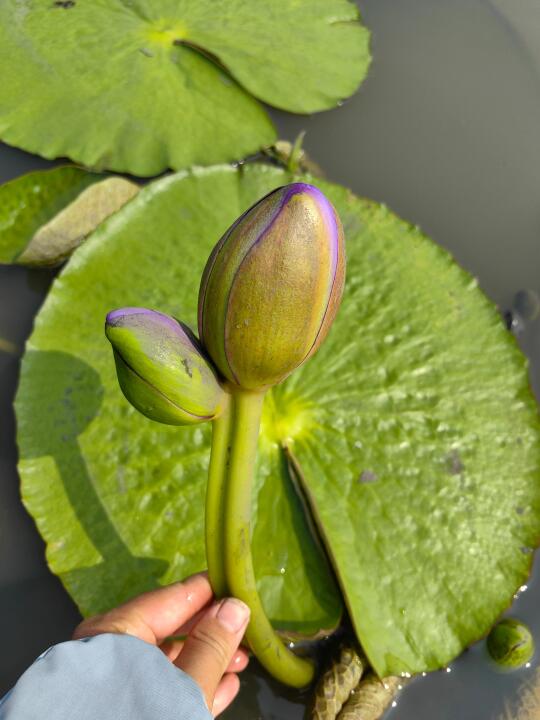 超稀有品种 难得一见的并蒂莲花苞！！！