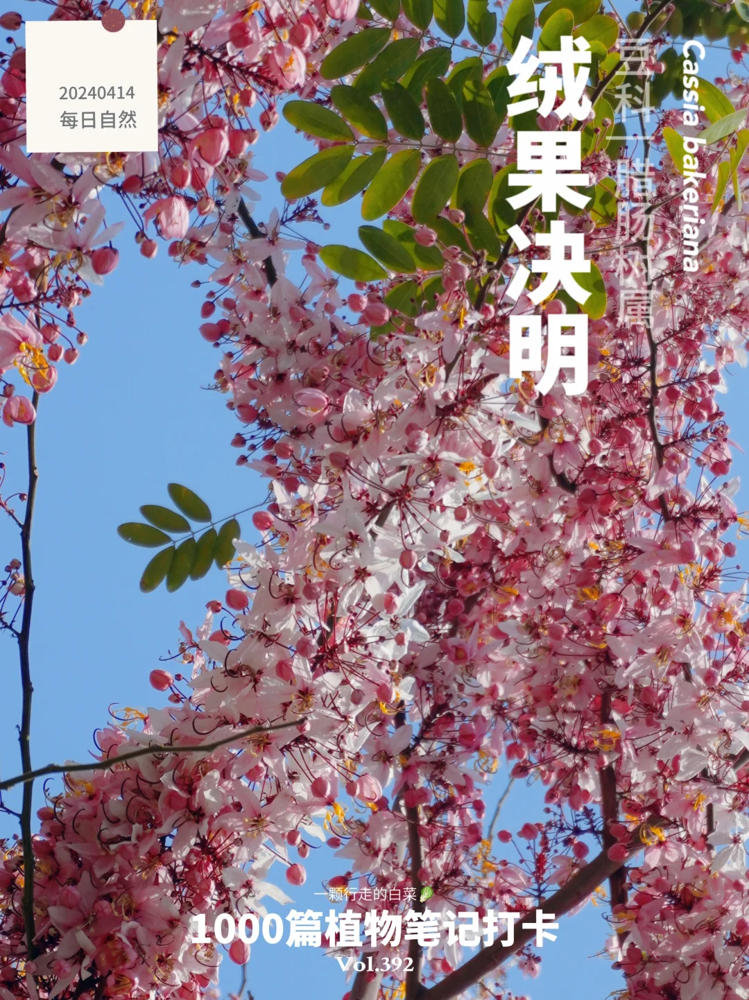植物笔记392 | 深圳限定版“樱花季”来了
