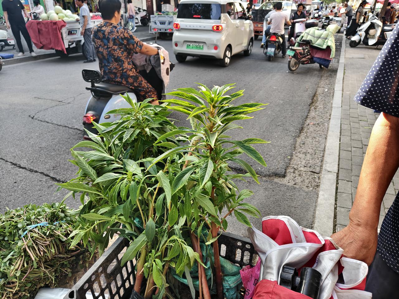 哇噻，今天在运城盐湖西街，我看到一位大叔在卖指甲草，3元一苗，5元2苗。这可是个
