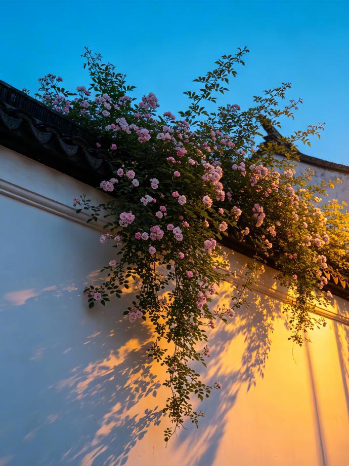 “日暮霞光花影动。” ​​​