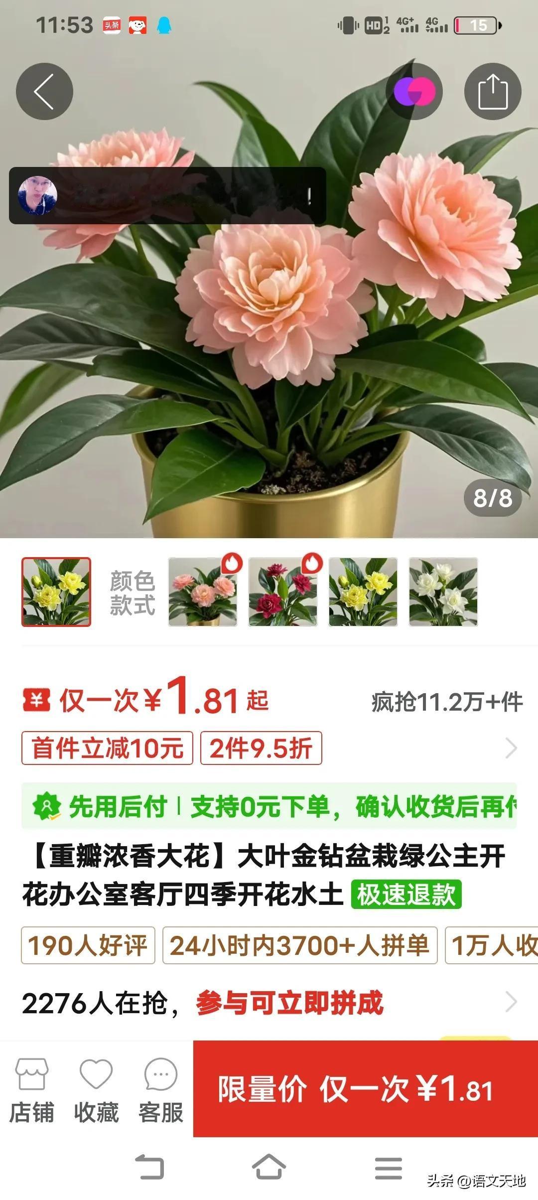 金钻，天南星科植物，居然开这样的花，这是侮辱谁的智商？可拼夕夕在卖！