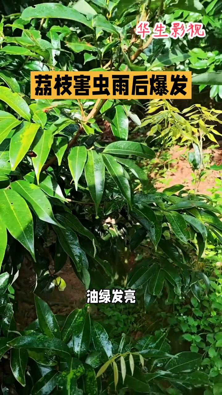 华生影视。
荔枝害虫雨后爆发，连日暴雨把荔枝树浇得梢叶猛长，油绿发亮，可湿热天恰