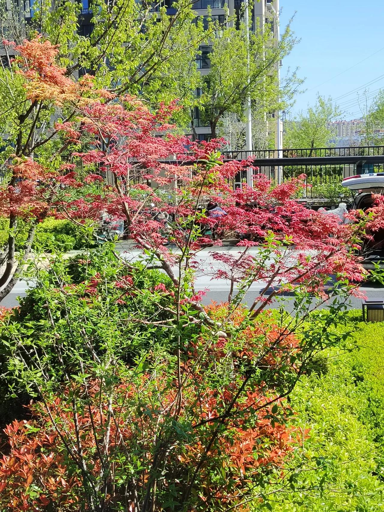 家在威海：
屋后叶绿红，窗前景相同。
为何心惬意，身在美景中。