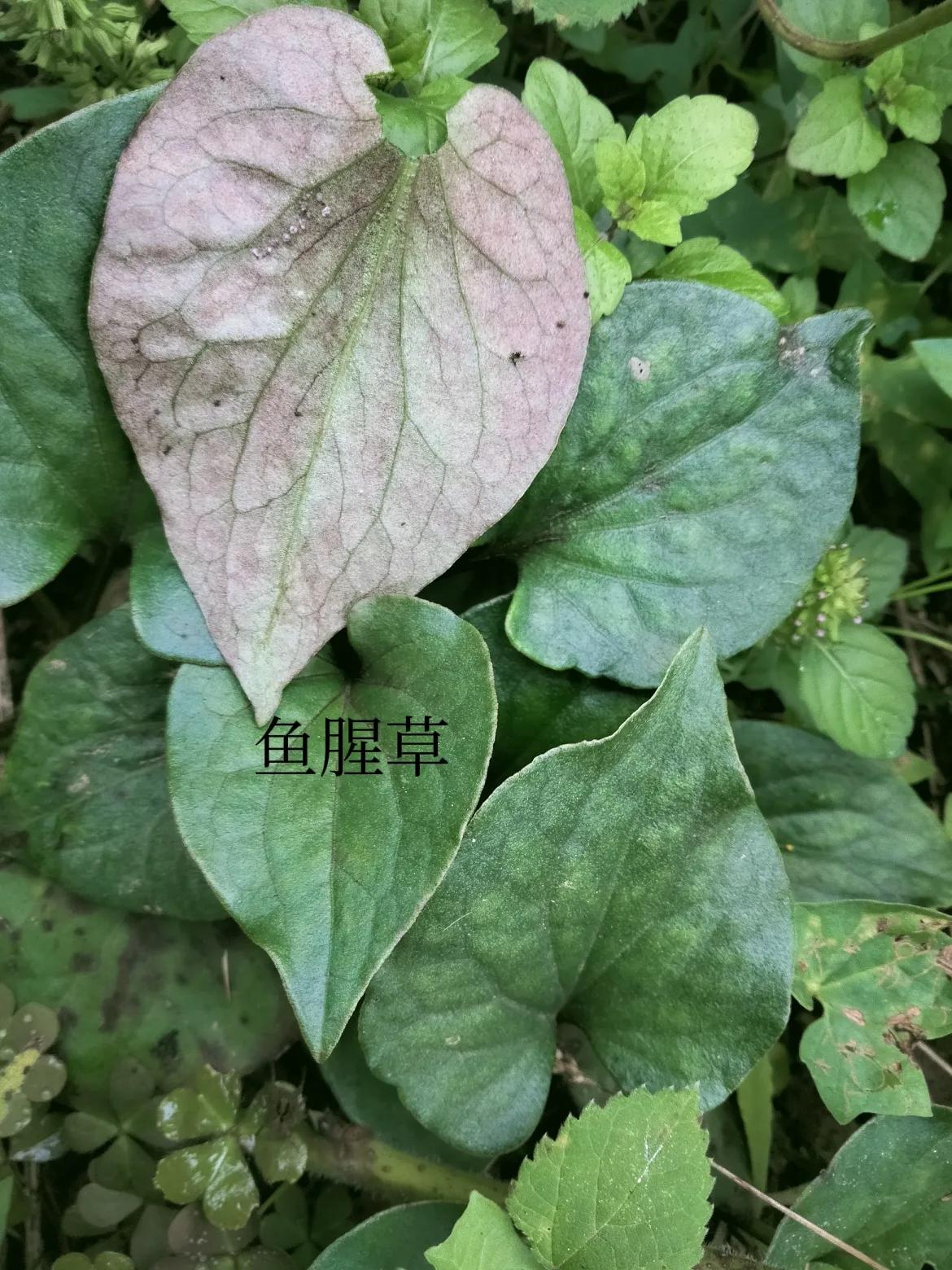 农村里常见的五种草药:鱼腥草，柠檬，黄荆，凤尾厥，钮子瓜