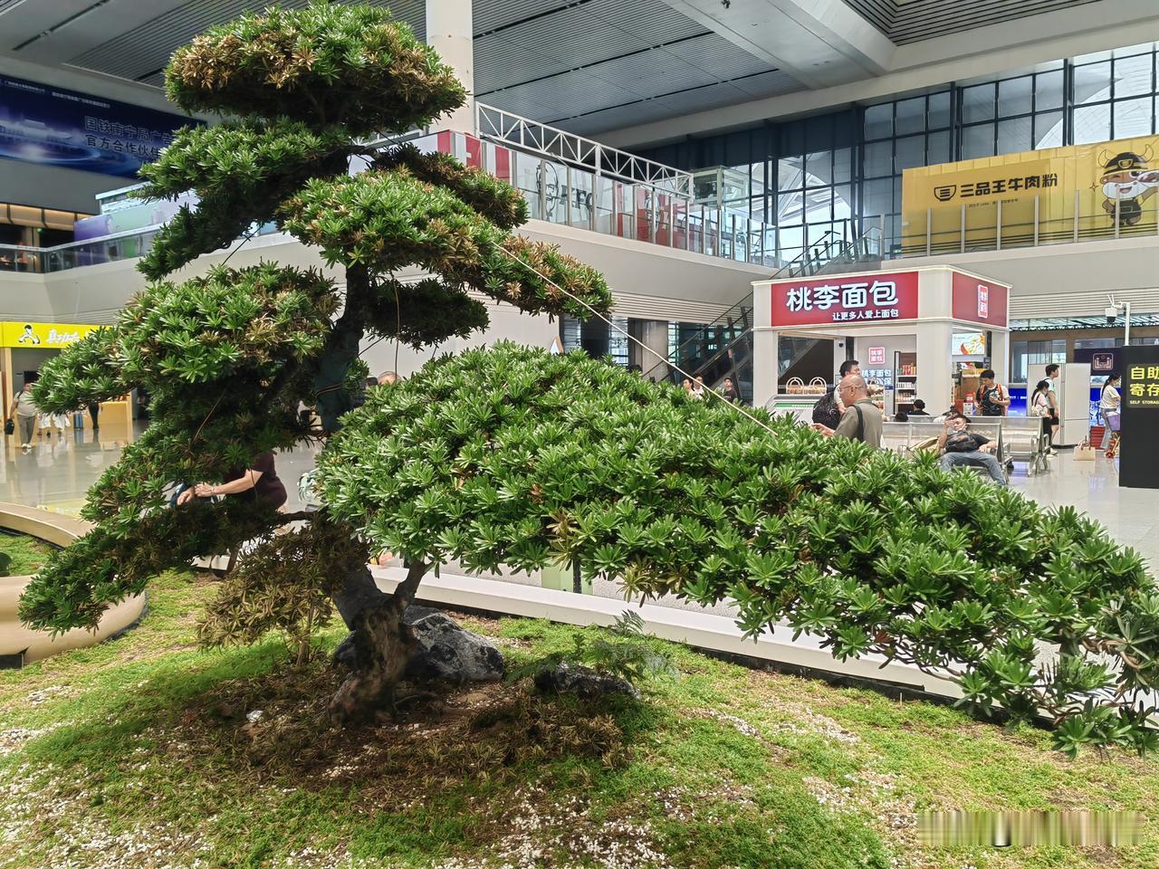 南宁东站这是把绿化带搬到车站里的节奏啊，不愧是绿城[赞][赞][赞]

看着候车