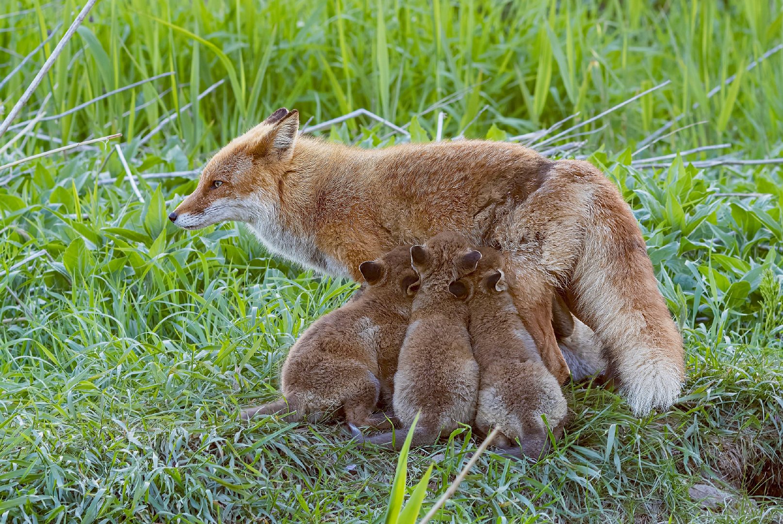 反向加油包之吸油包©️hirokirin_photo 