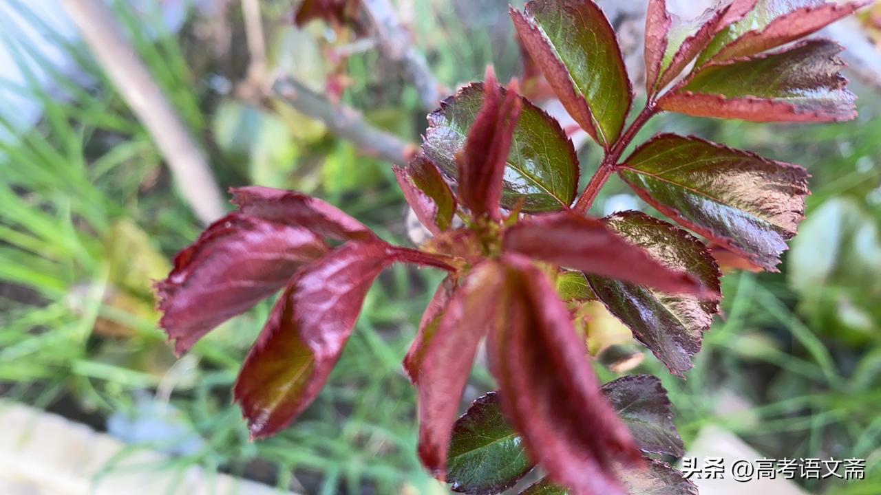 晒图笔记大赛春光美好，红叶如火，自然之美尽收眼底。🍂🍁🍂