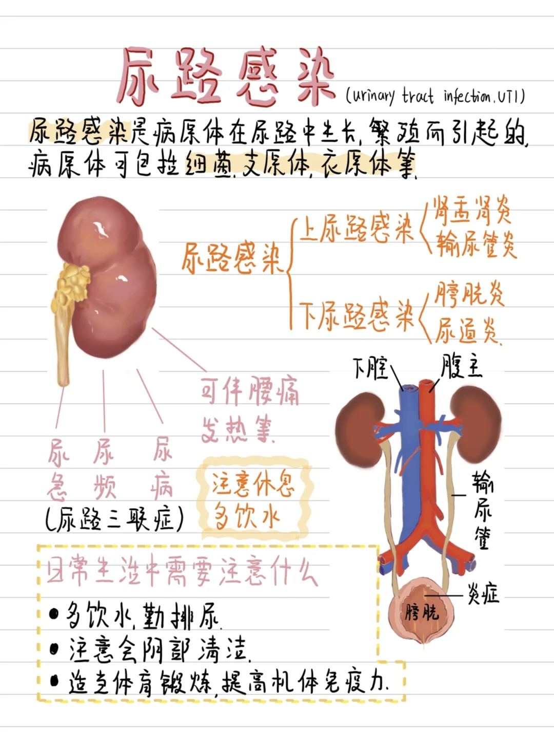 医学生笔记-尿路感染