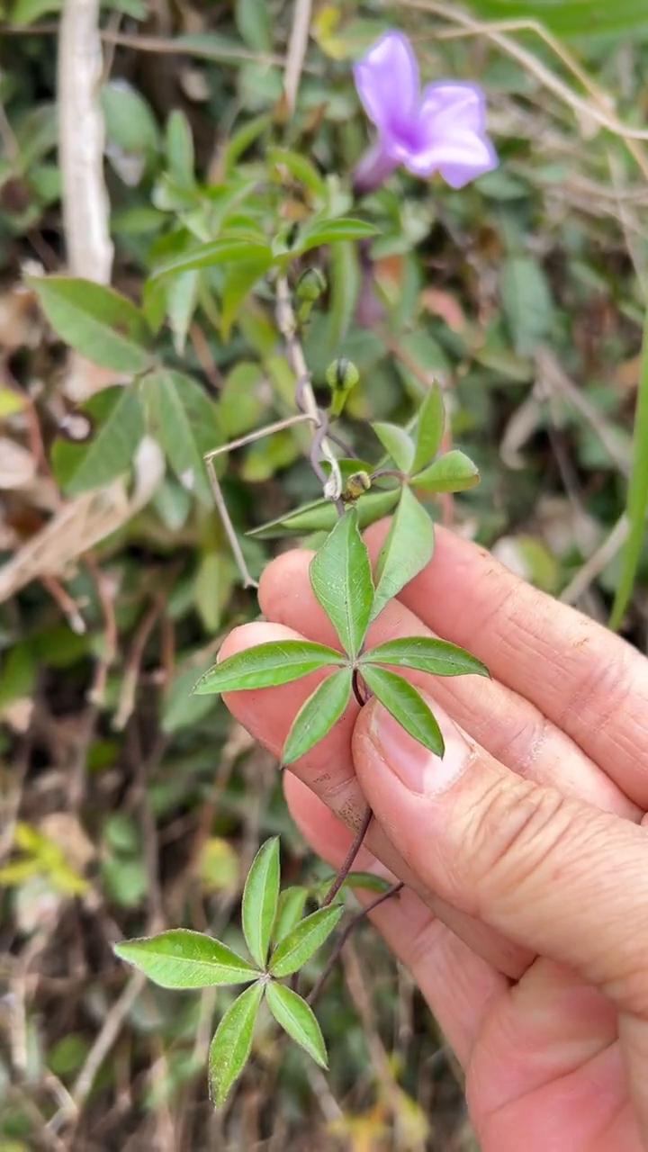 要是在野外遇到这种裂开五片叶子的曼藤植物，那你不妨留意它，开着这种喇叭撞花朵，民