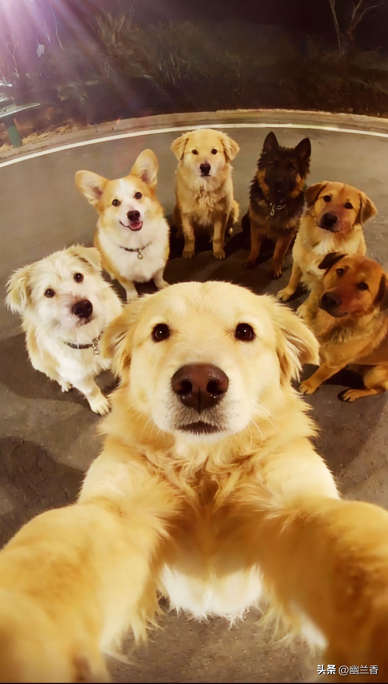 长春这事看得人又心疼又破防！同村7只狗狗被偷狗贼一锅端，万幸从货车掉落，在高速上