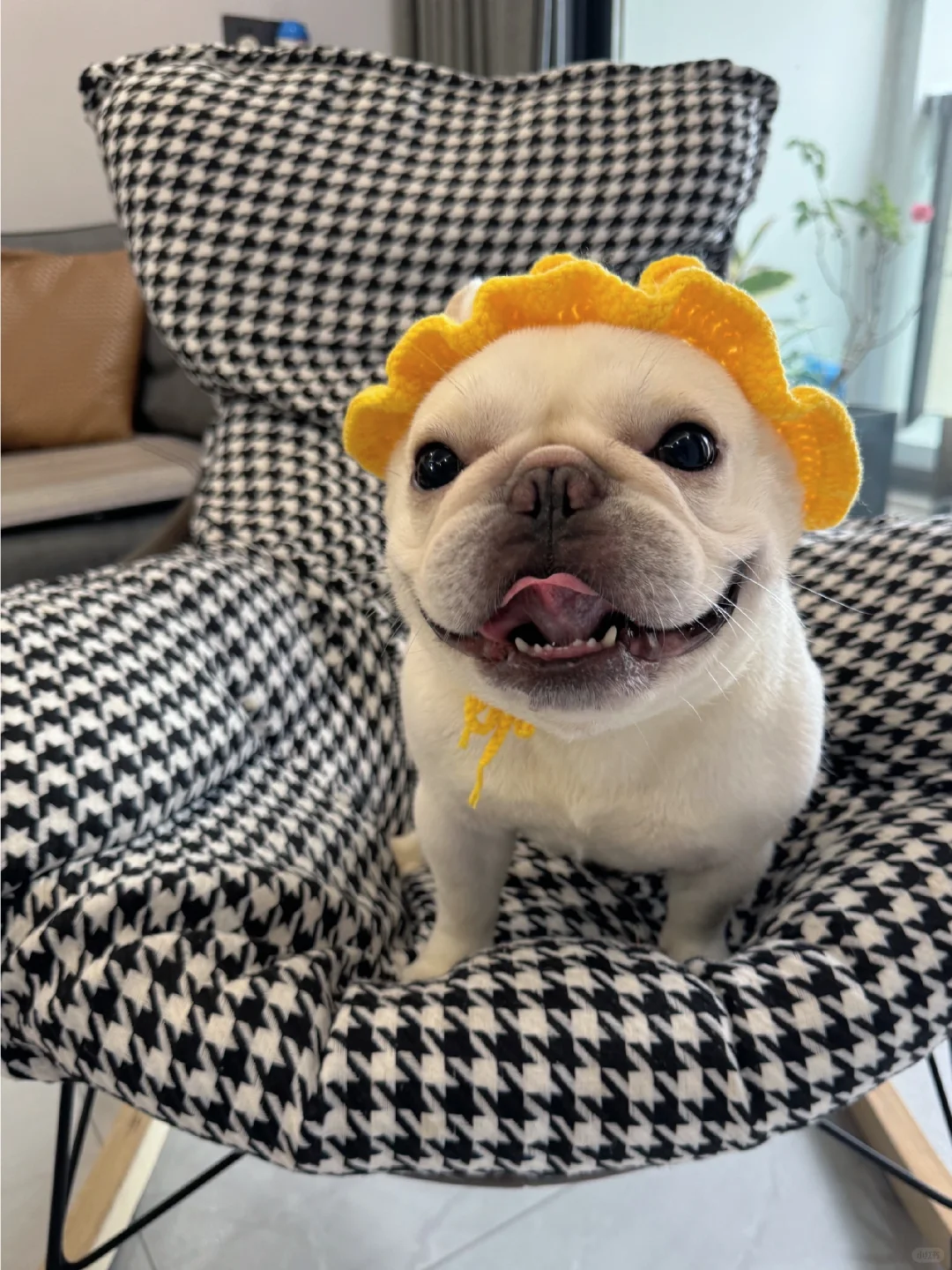 秋老虎来啦！热死了～