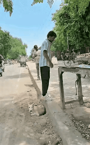 这只毛孩子连续逃过两次劫难，这和它运气没关系，主要和它机敏的反应和敏捷的身手有关