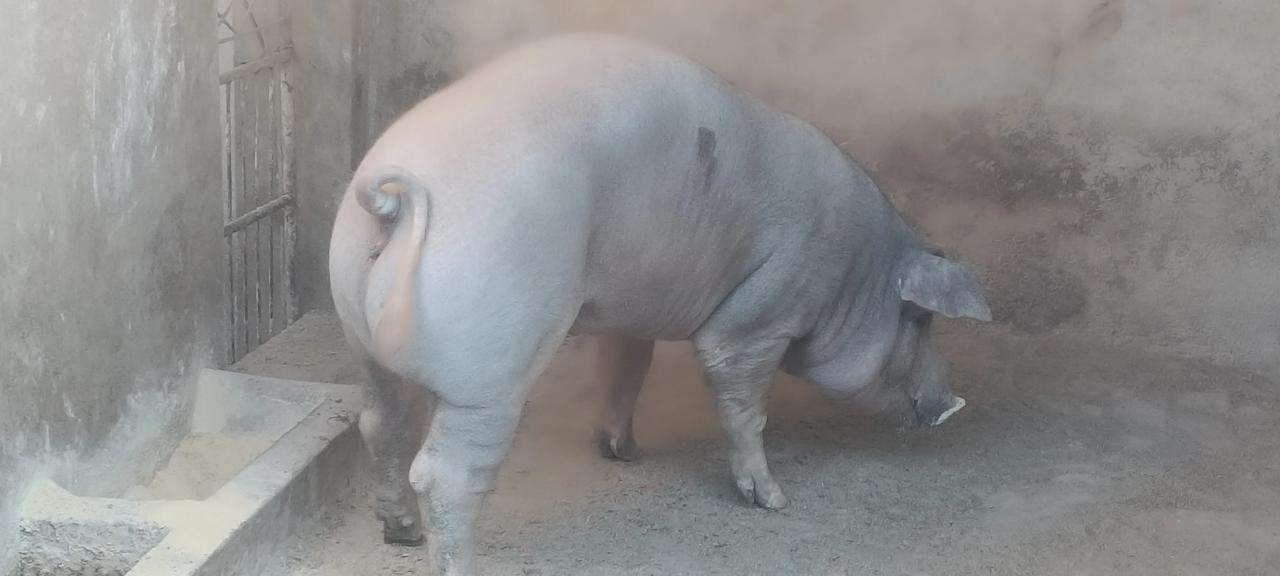 晒图笔记大赛哥家圈养的大肥猪，大公鸡，大胖鹅，大美雁，几十天后，都将变成春节餐桌