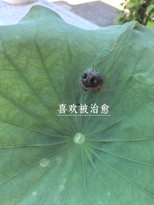 hahaha这是谁家的猪鼻头？