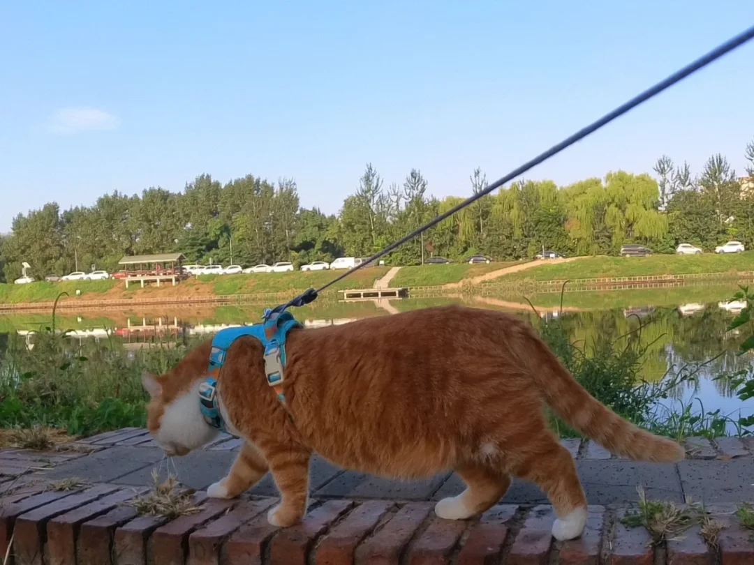 我真的是一只猫……