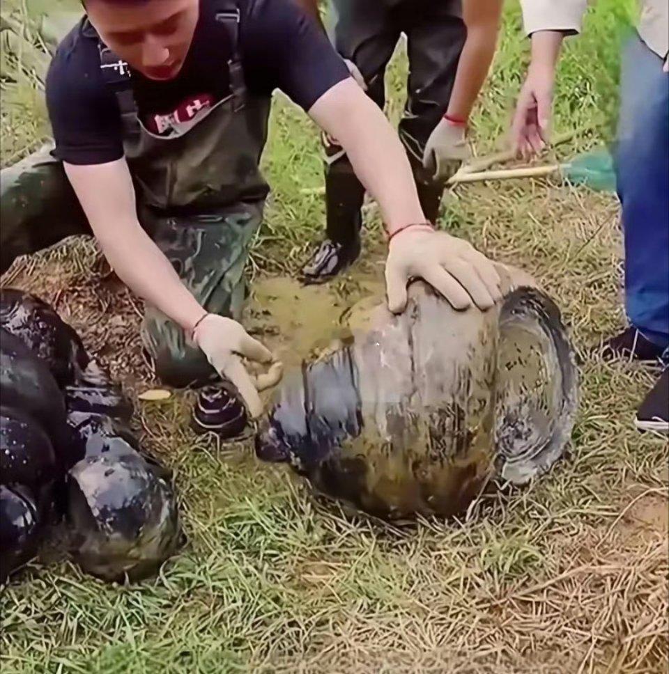 好大一个田螺，难道这就是传说中的田螺姑娘？ ​​​
