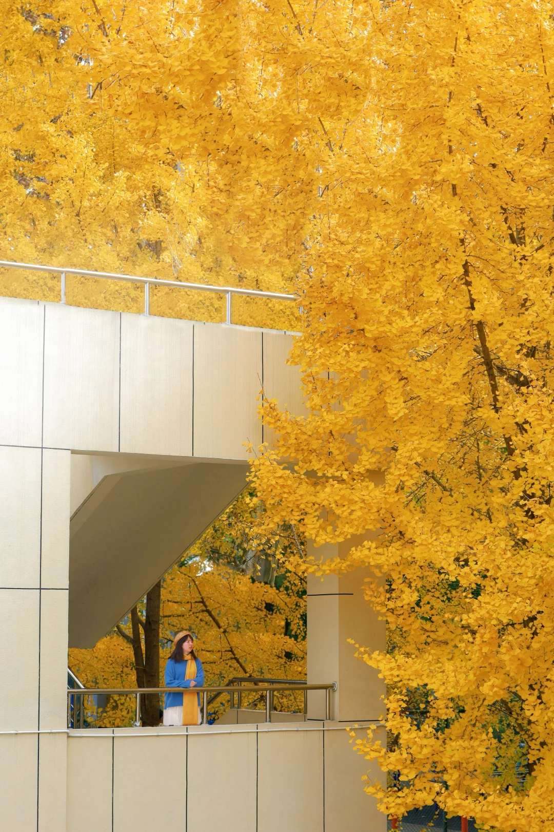 别去华科挤人❗️接下来华师银杏才是顶级浪漫