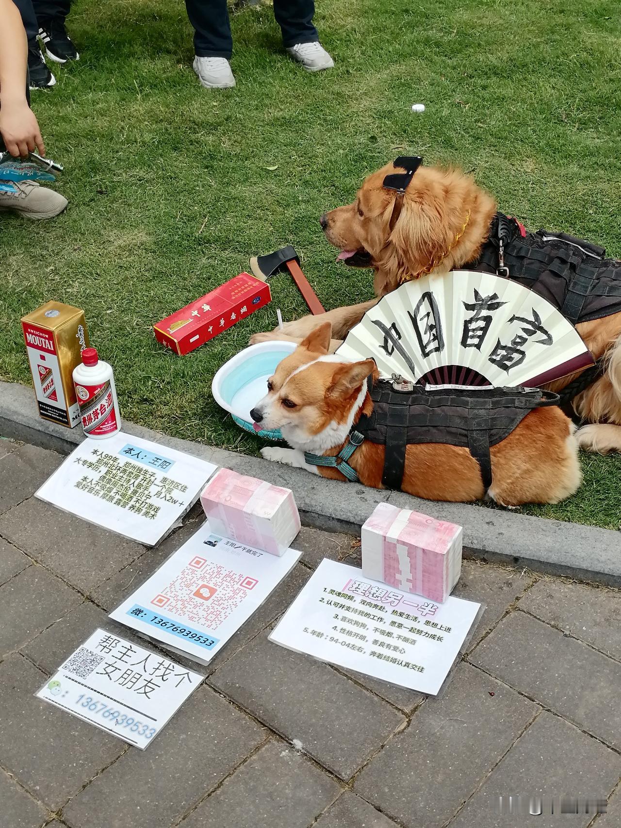 有人将自己的狗比喻为中国首富，并以此吸引女孩子们的关注，寻找自己心仪的对象，这种