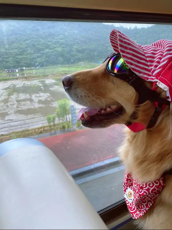 宠物上高铁，我是不赞成的！
但我觉得这事得一分为二看。
从宠物主人角度，带宠物一