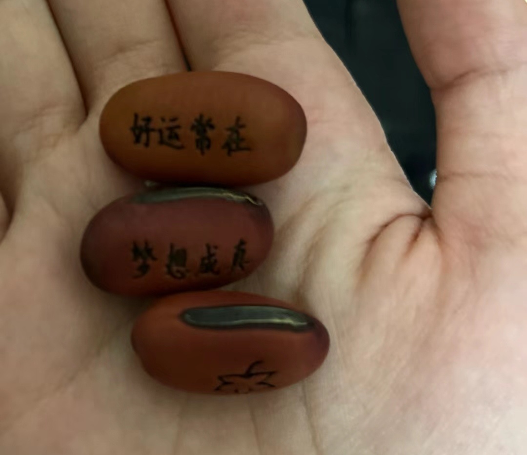 有没有人种过这种豆豆？长出来真的会有字嘛？ ​​​
