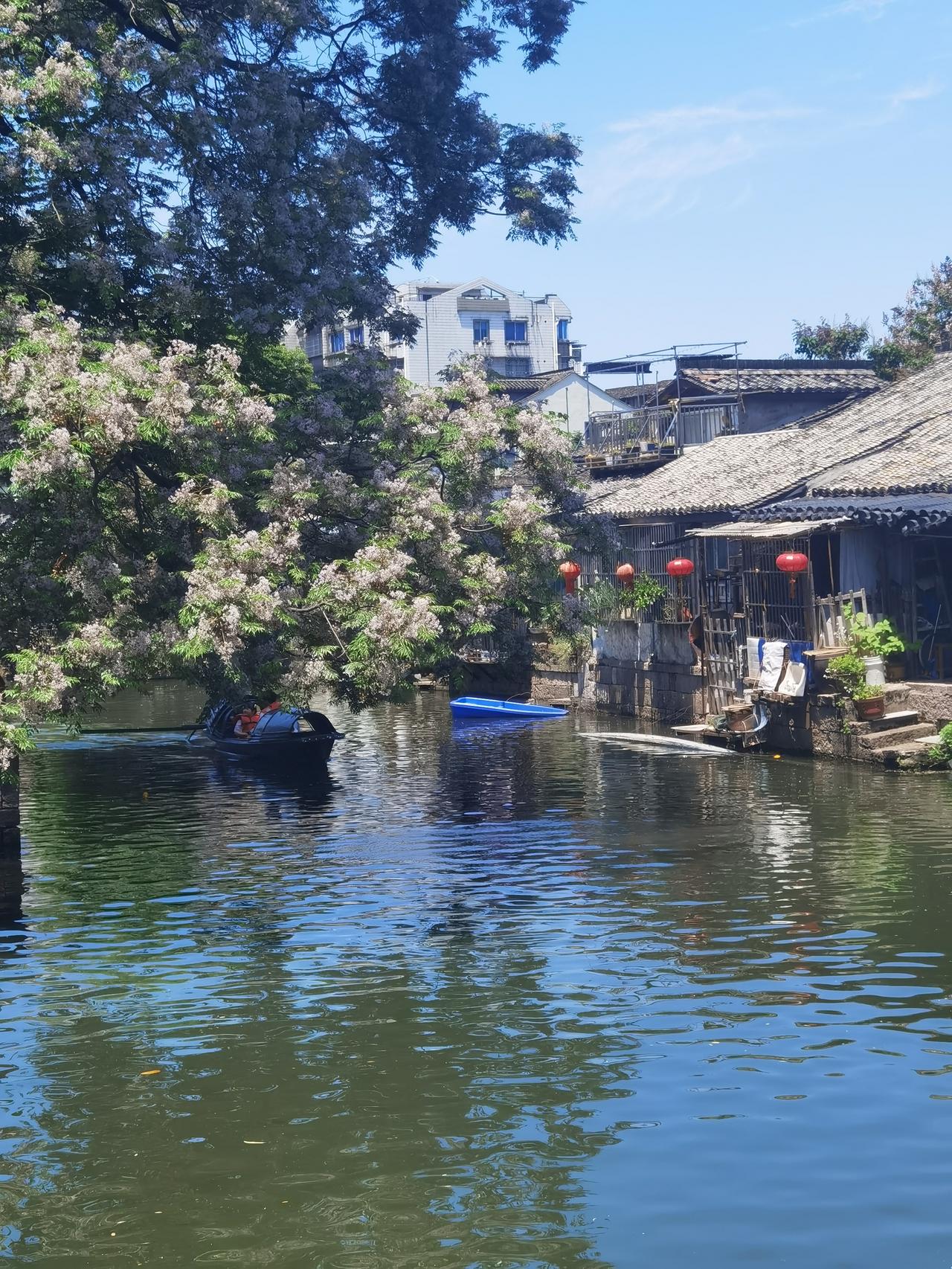 头一次来到广宁桥苦楝树，好大，树在一个院子里，院门有：静心居。苦楝树 苦楝花开的