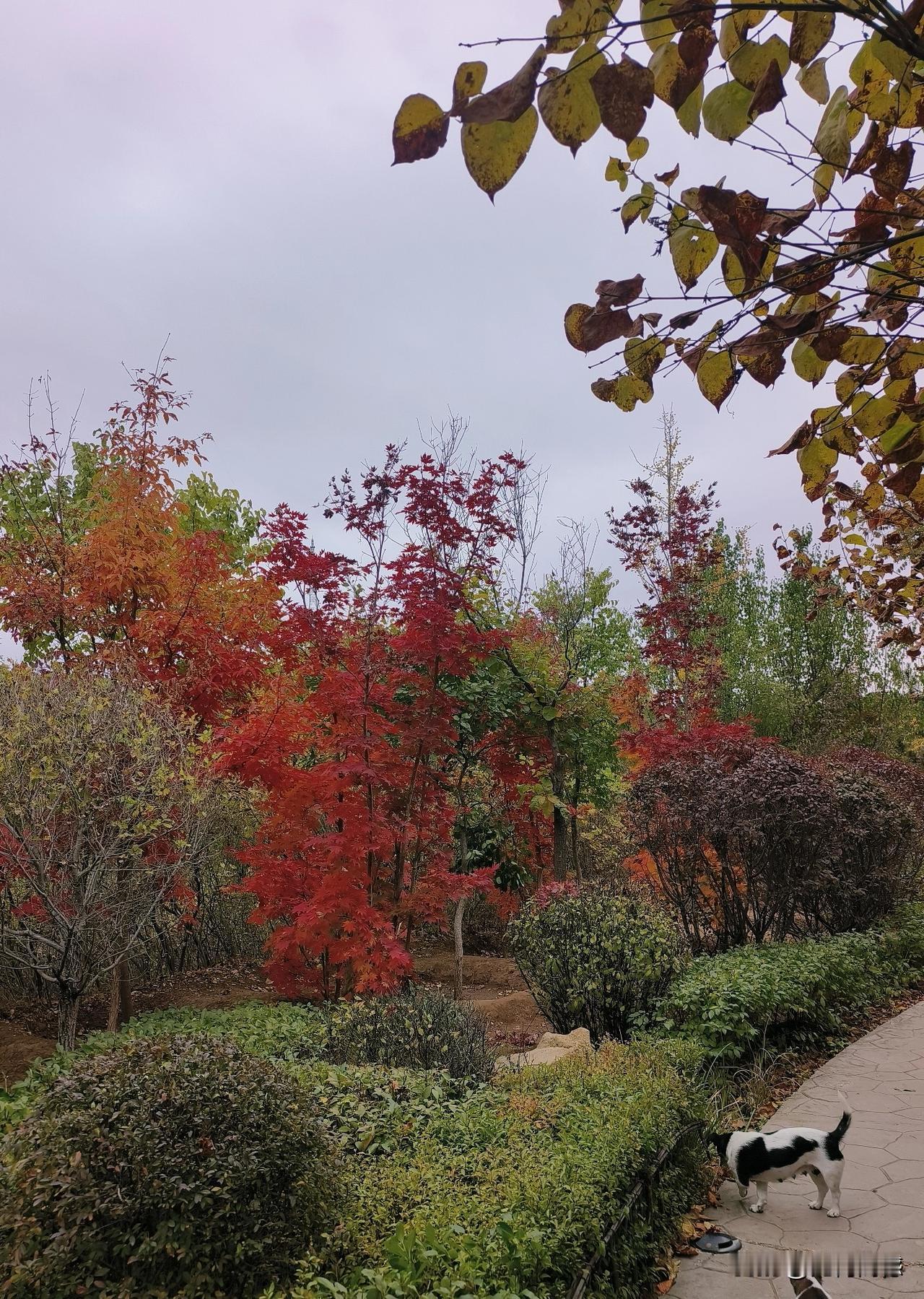 红叶和红豆一样，似乎也有相似的意蕴，在古典文学当中，虽然没有看过类似的描写，但是