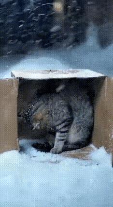 谁懂啊！雪地里这一幕，直接泪目了！

天寒地冻的雪窝子里，猫妈妈把幼崽紧紧护在腹