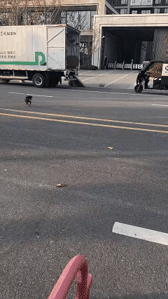 一位小姐姐经常投喂流浪狗，这天她看到一只经常投喂的黑色小狗狗，于是就拿出食物投喂