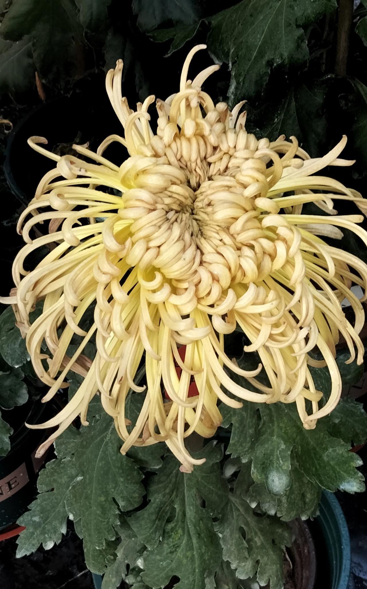 菊香四溢，温暖了这个微凉的季节，沁人心脾。