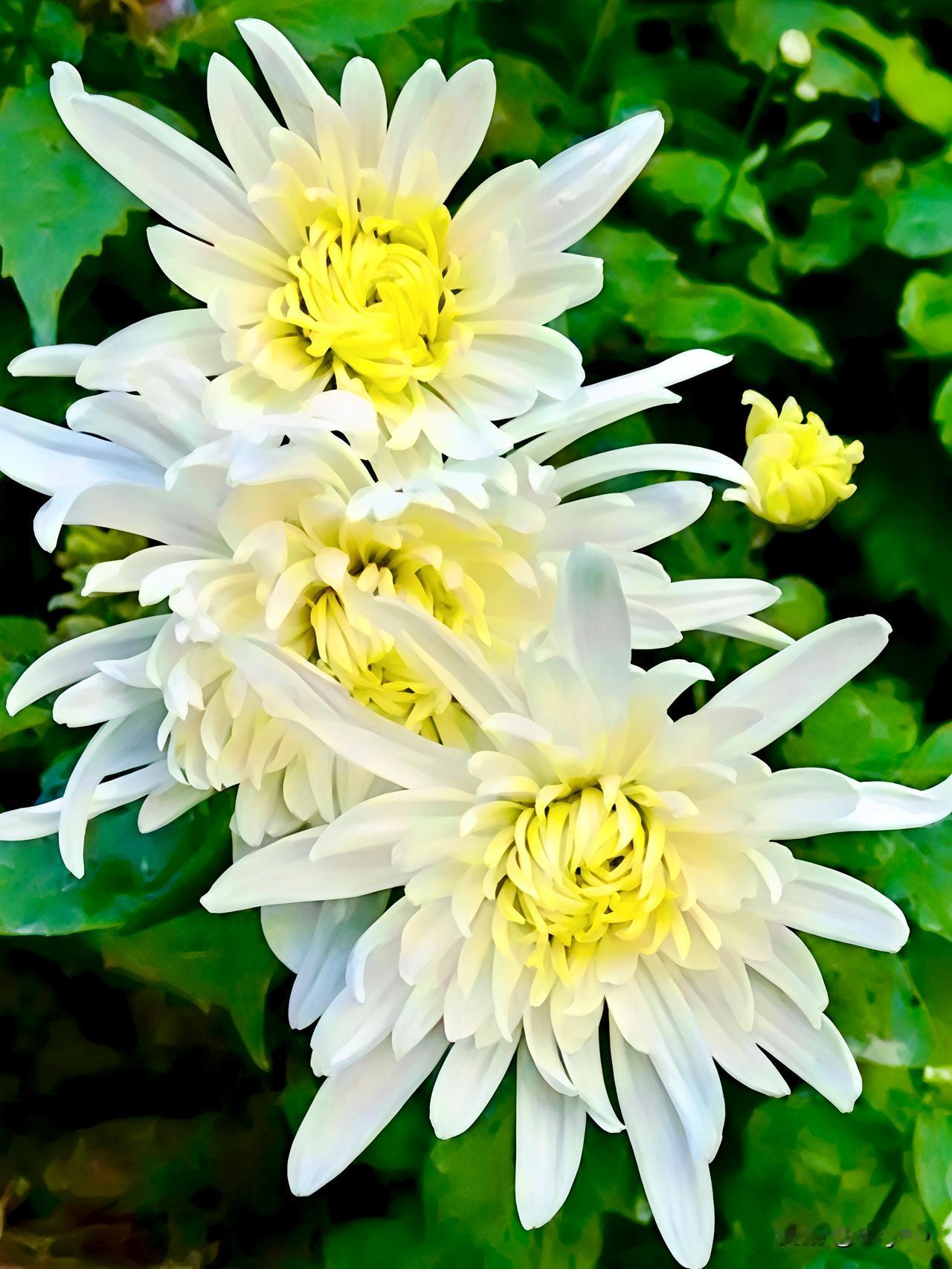 白菊凝霜蕊灿金，清芳雅韵映翠丛。