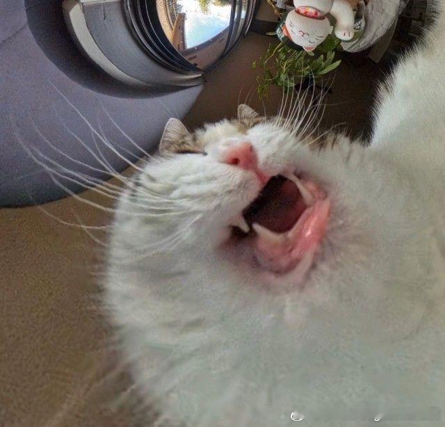猫粮盆摄像头视角 