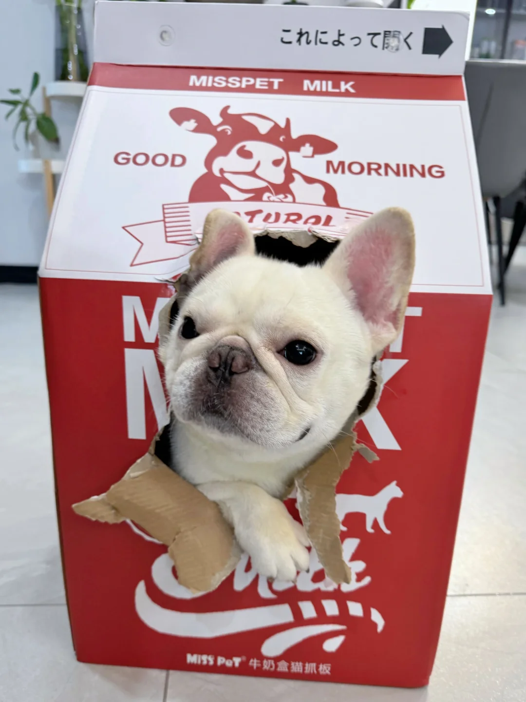 那ee们要来我家喝牛奶吗？