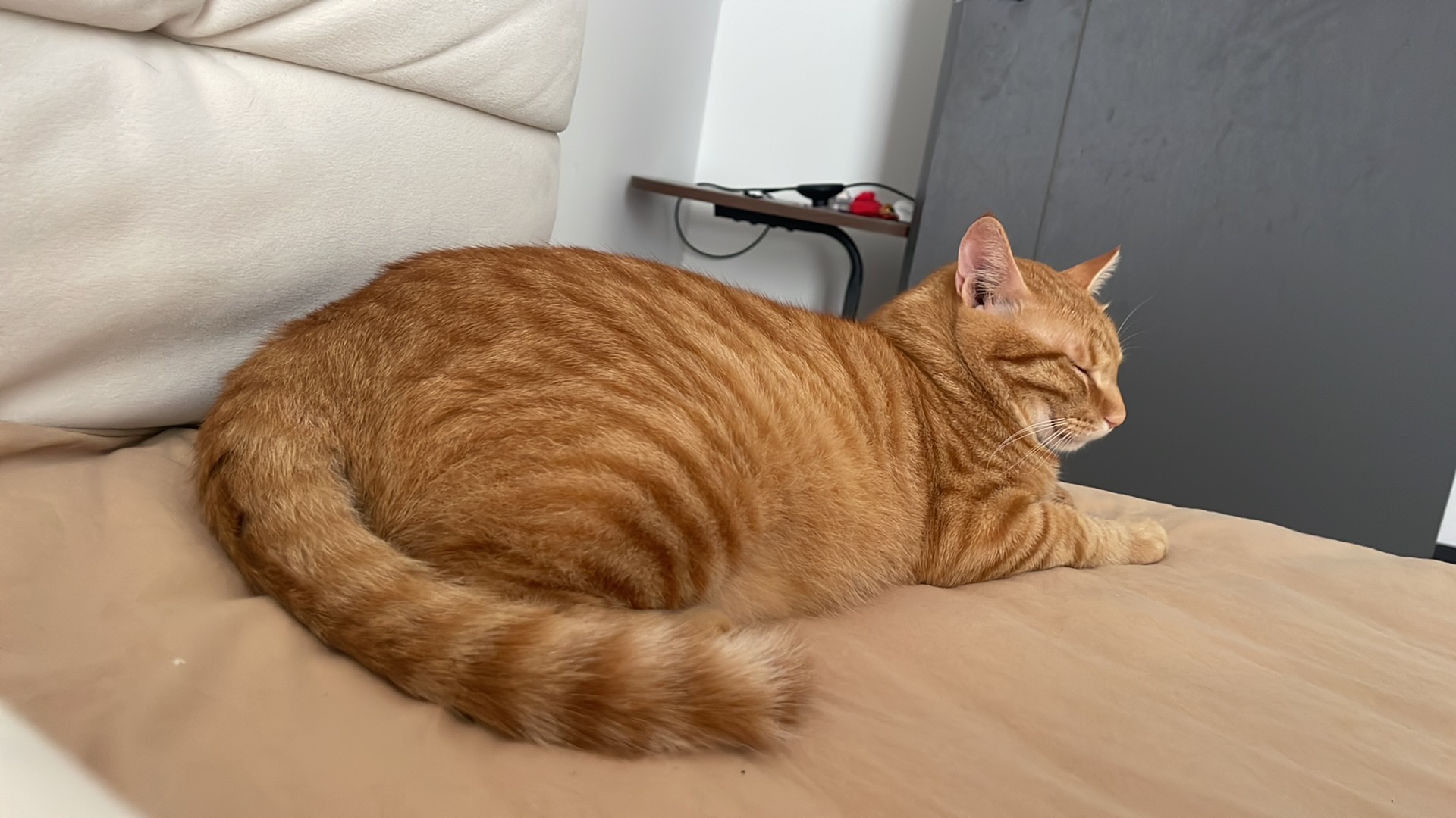 小猫 