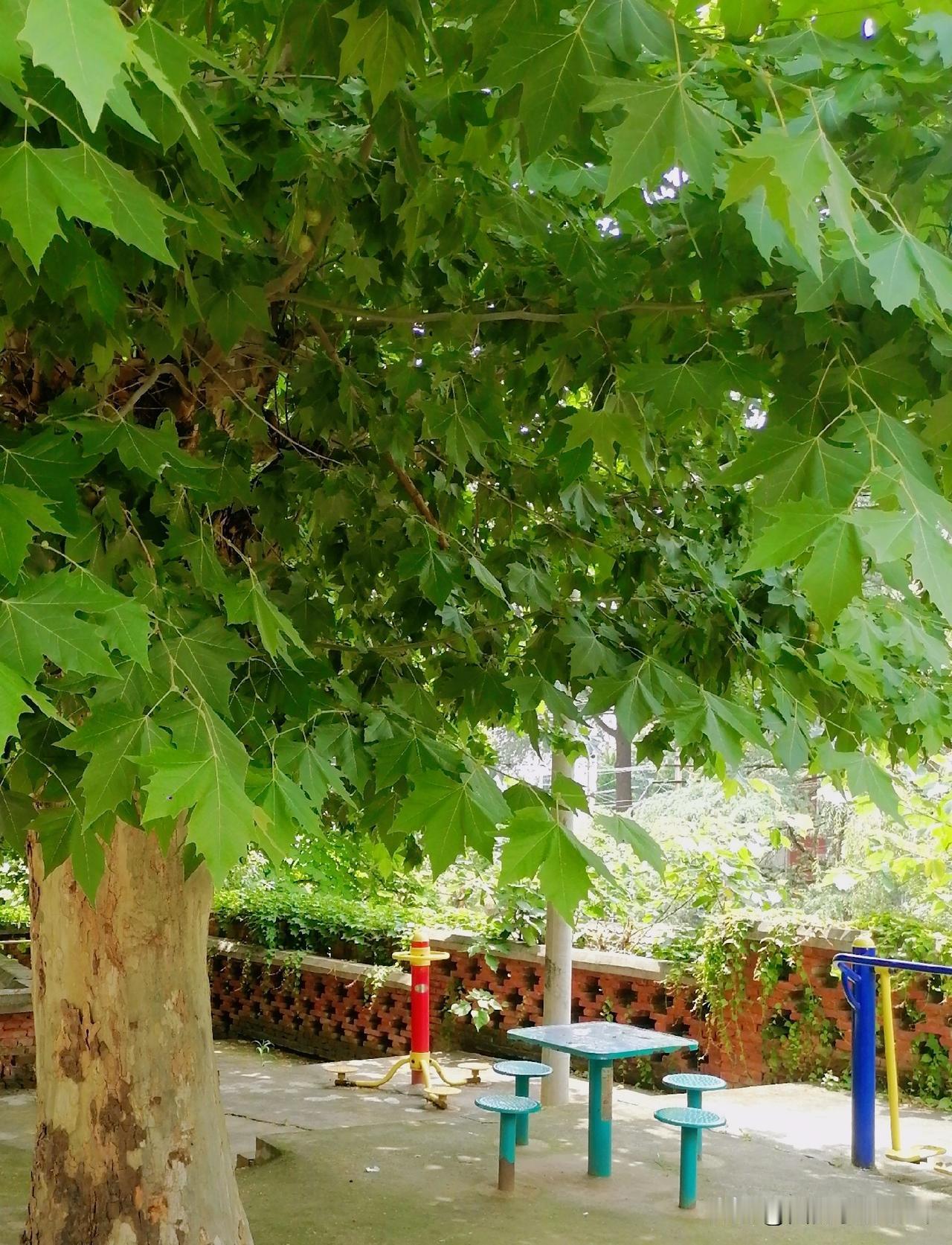 《浓荫下的健身场（李林摄于汉中城固）》