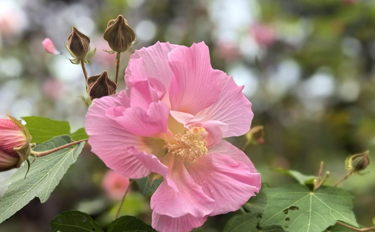 【秋晖芙蓉艳】