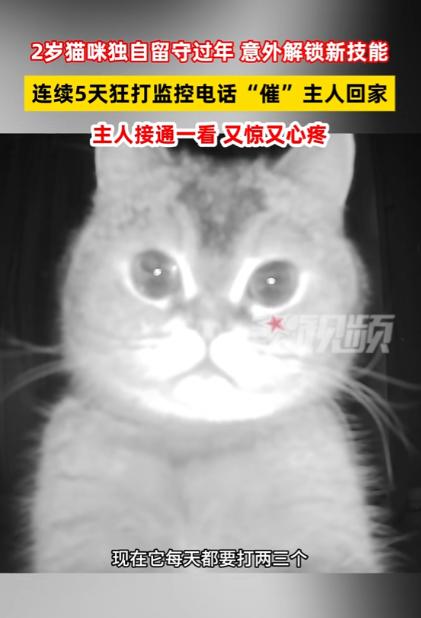 “万物有灵！”浙江，一女子年前要回东北老家过年，但是家里有只宠物猫不方便带回去，