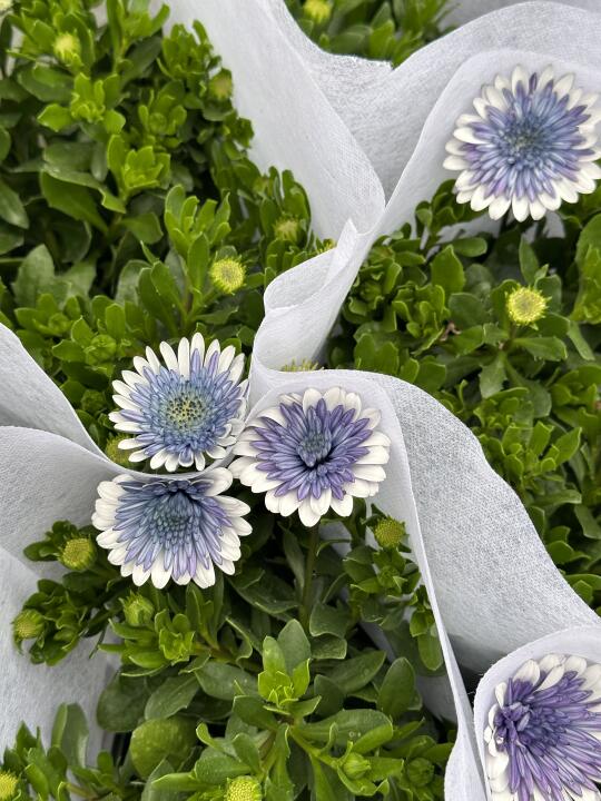 天青色蓝目菊