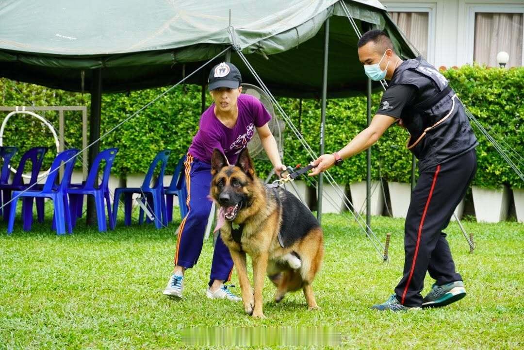 王室王室泰国王室帕公主 旧照片：帕公主训练工作犬，来自暹罗网友的私人照片。 