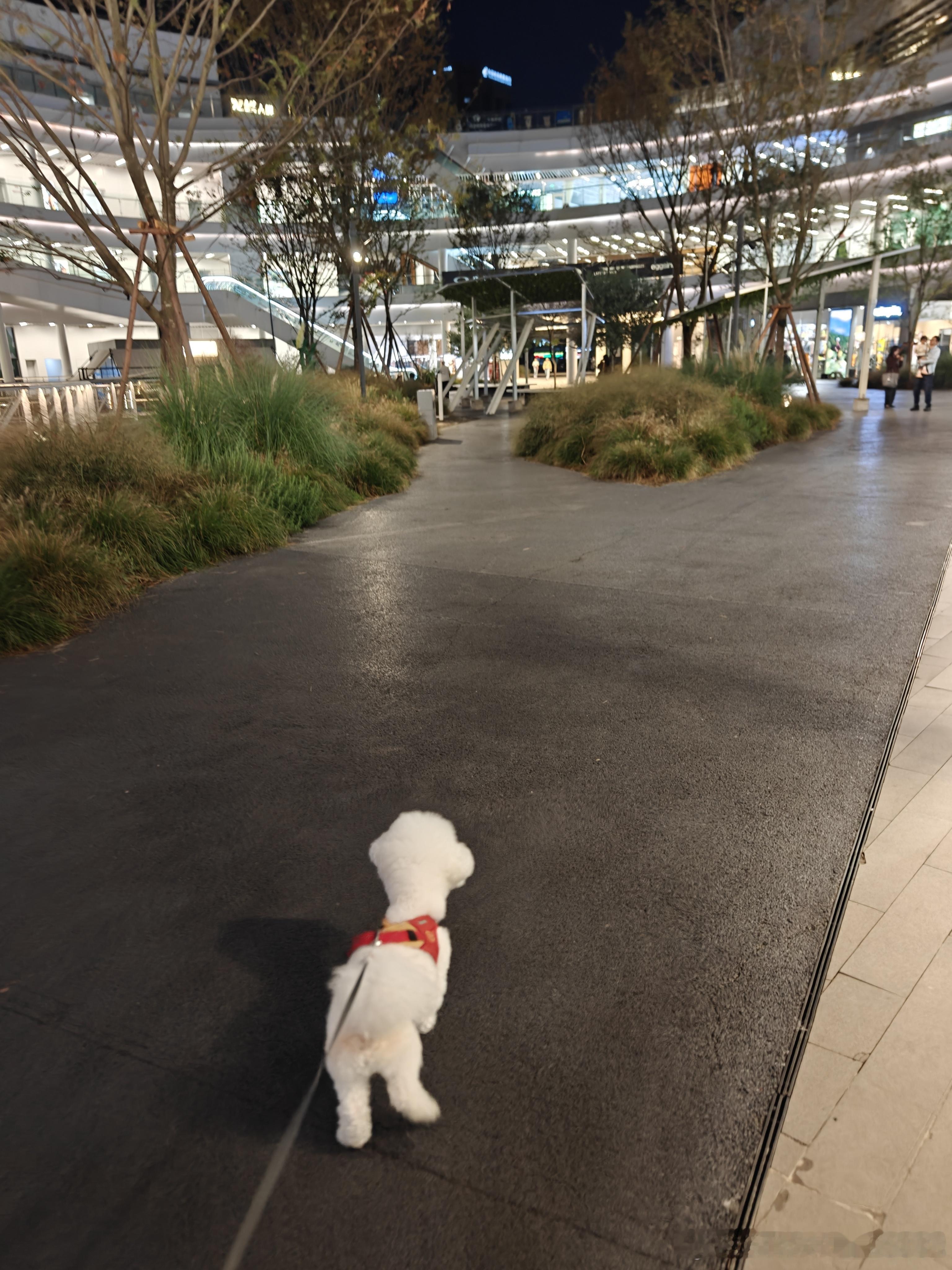 成都这幸福指数还是太高了，带狗子去商场玩，刚买的衣服放咖啡室外桌上忘了，两个多小