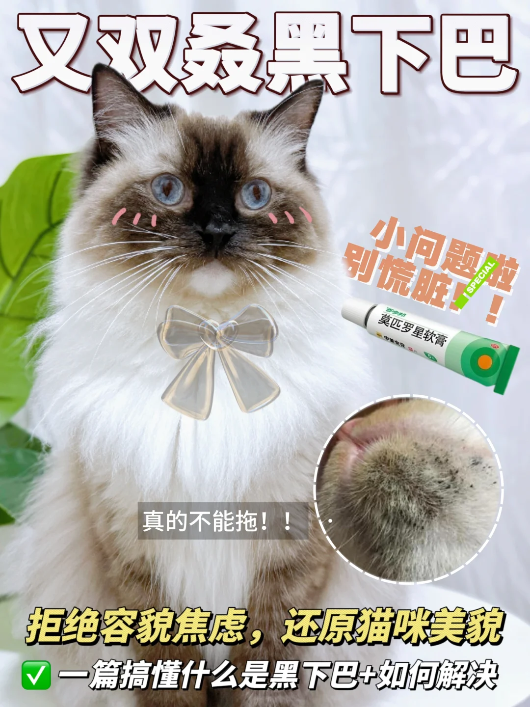 猫咪黑下巴？先别急，低成本轻松解决