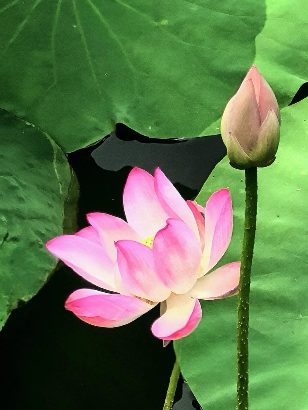 今天在公园随手拍了荷花，真的美炸了！
就像石家庄滹沱河生态区的晓月湖，7月时50