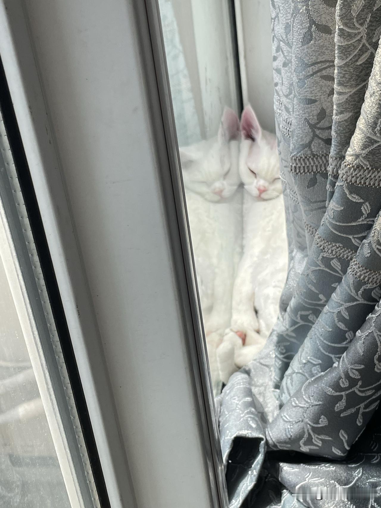 看看我家小猫咪找到的睡觉地方，窗帘和窗子的夹缝中，它也不嫌挤的[偷笑]。