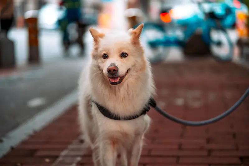 养宠物犬的主人可得清楚自己应承担的法律责任。首先是养犬登记，得按规定给狗狗办理养