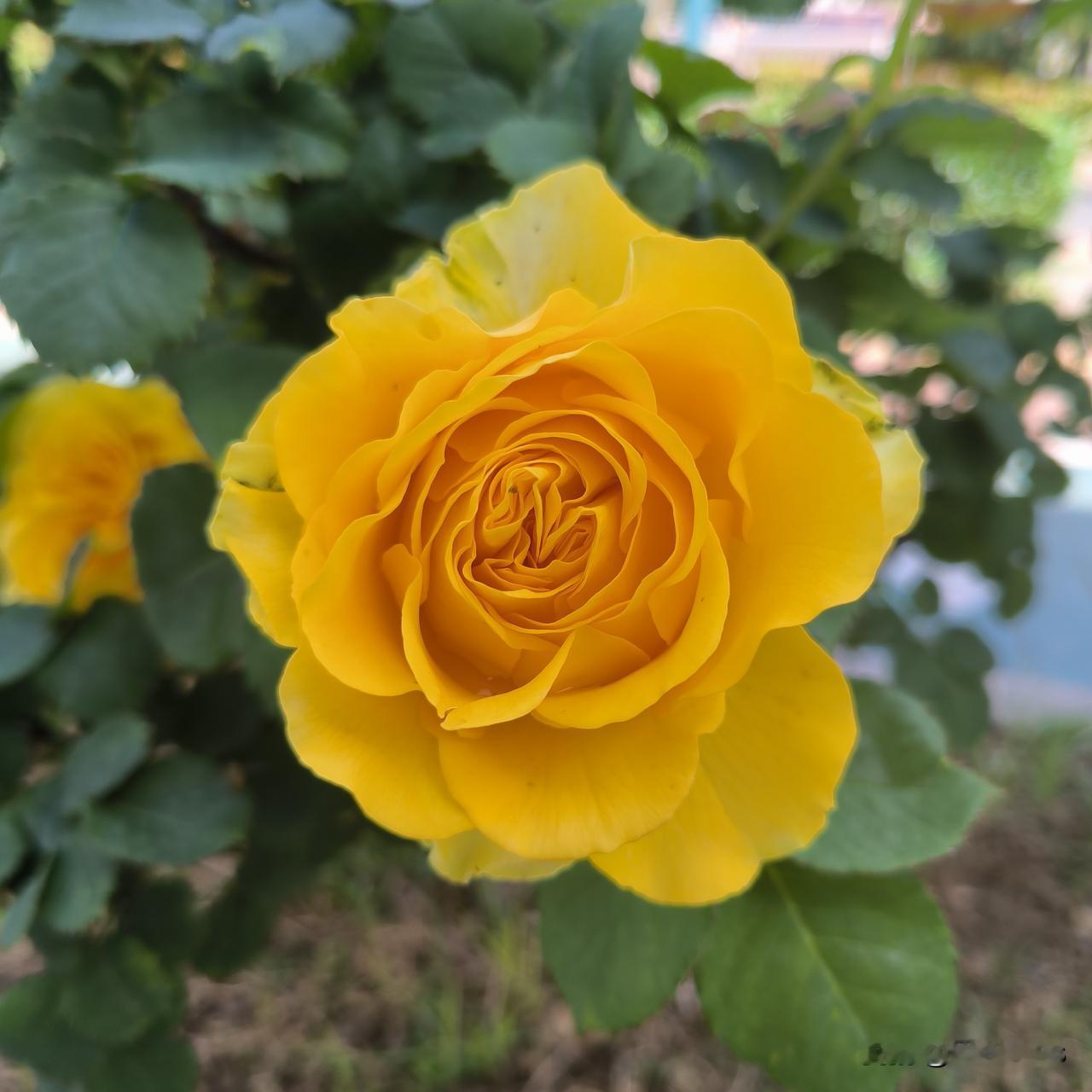 学霸与学渣殊途同归

昨天晚上瘦哥9点多才回家，这伙计是去参加别人的酒局了。
