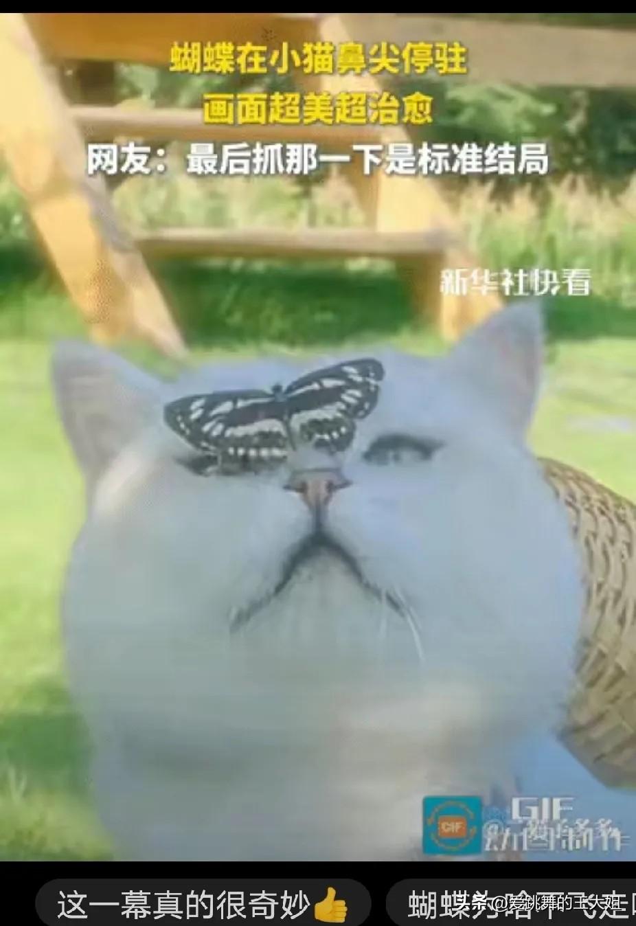 “彻底解释不清了！”主人带着猫咪出门游玩，慢慢坐在树荫下。这时从远处飞来一只蝴蝶