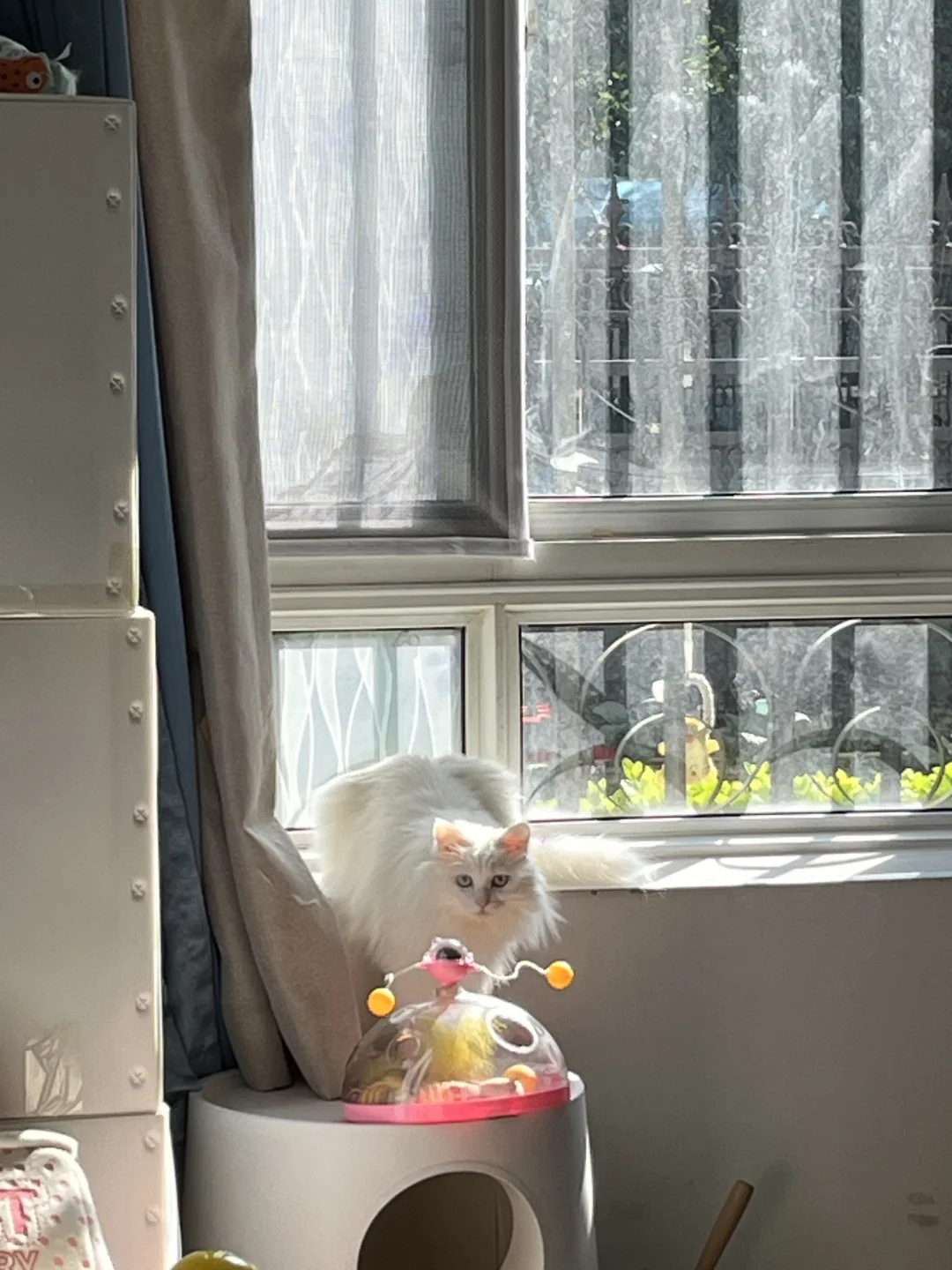 依依不舍啵啵子