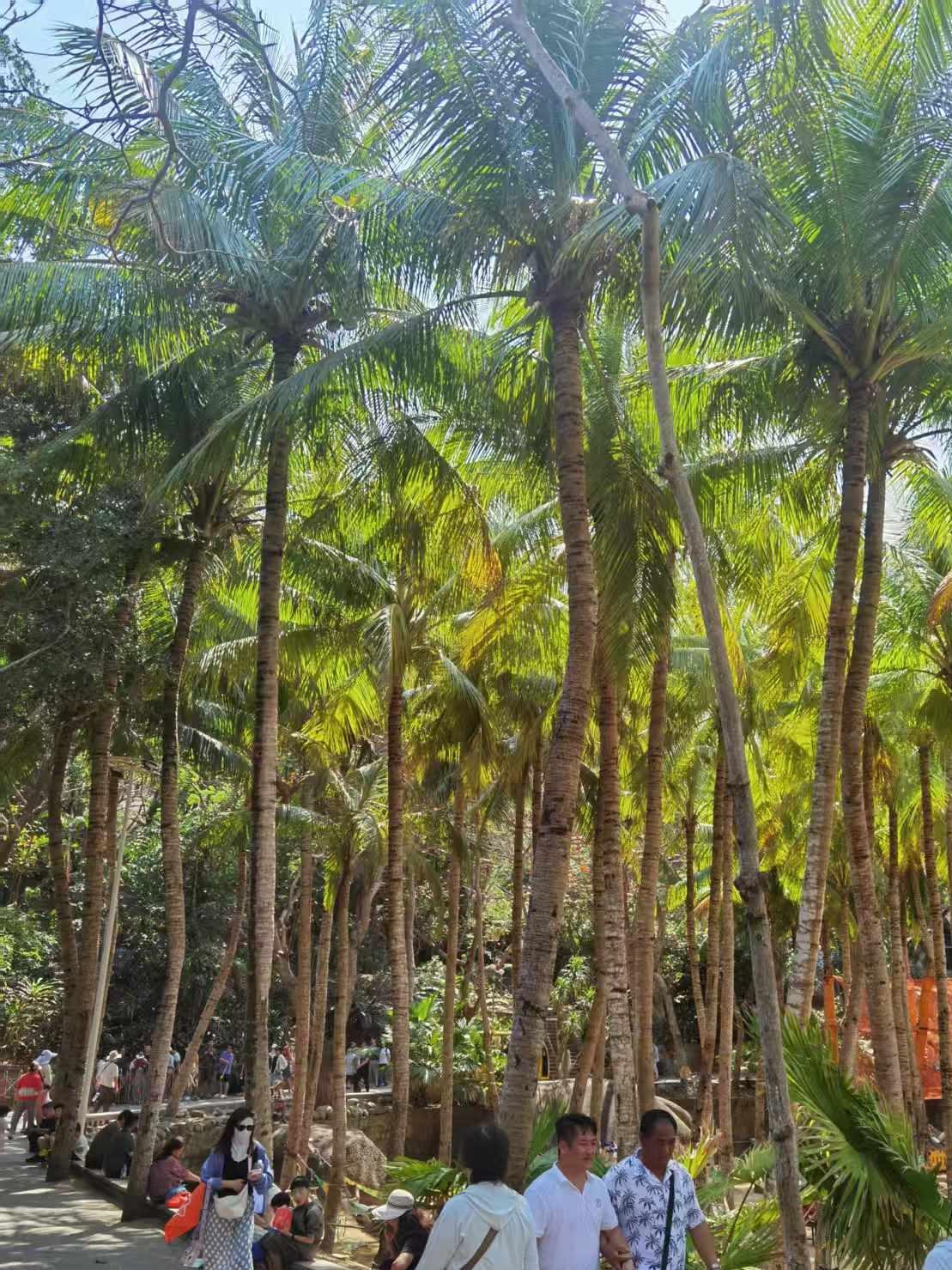 随手拍张照漫步在这片椰林里，阳光穿过层层叠叠的叶子，在地上洒下斑驳的光影。风里带