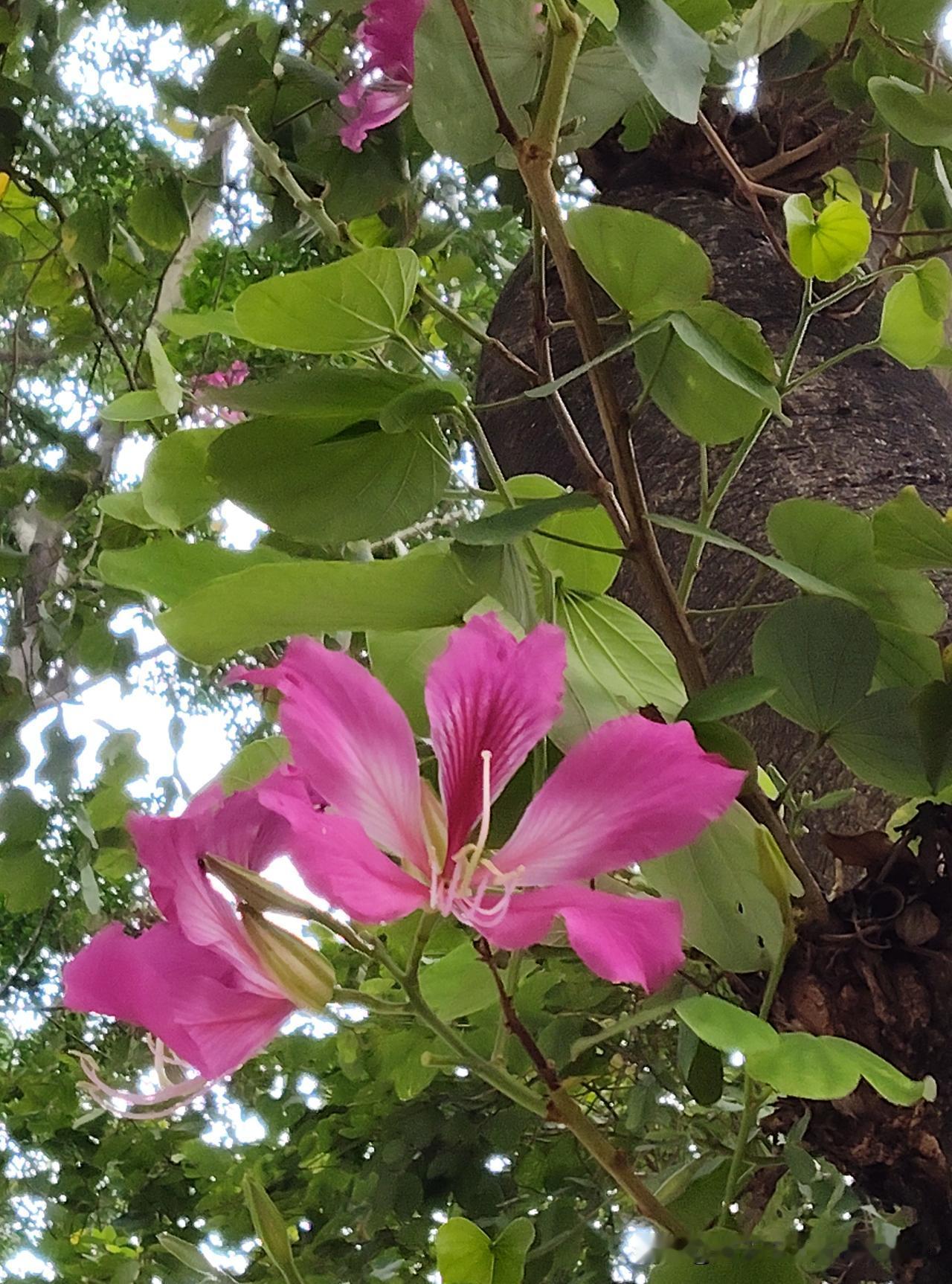 今年很奇怪，羊蹄甲花没结果（见图1）往年这个时候，它的果实已成熟。

而紫荆花却